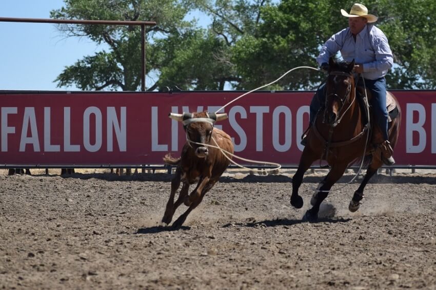 Steer ropers ready for Cave Creek